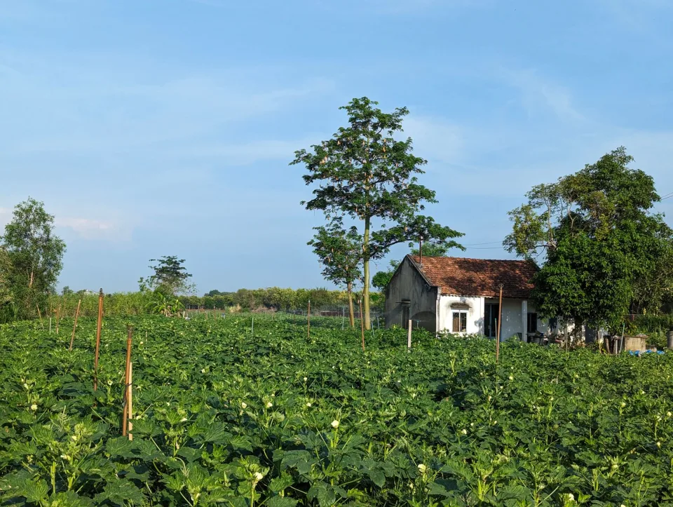 Vườn rau của Ông Phạm Ngọc Thành